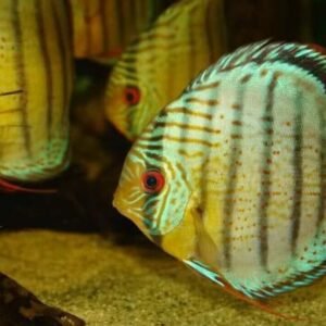 3 Pack Veil Tail Angels Random Selection Medium Size Live Fish tropical Fish
