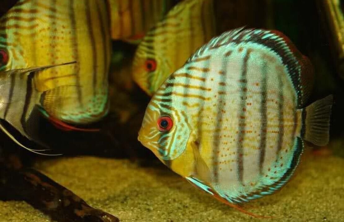 57_f369aae6-2db8-440f-9e7f-13d0453791a6.jpg 3 Pack Veil Tail Angels Random Selection Medium Size Live Fish tropical Fish