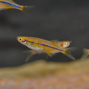 3 pk - Dazzling Goldring Butterfly Hillstream Loach - Algae Eater Live Fish WOW