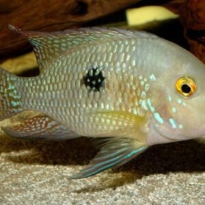 5 Pack ROSY BARB MALES Live Fish Active Healthy Aquarium Fish Fast Shipping