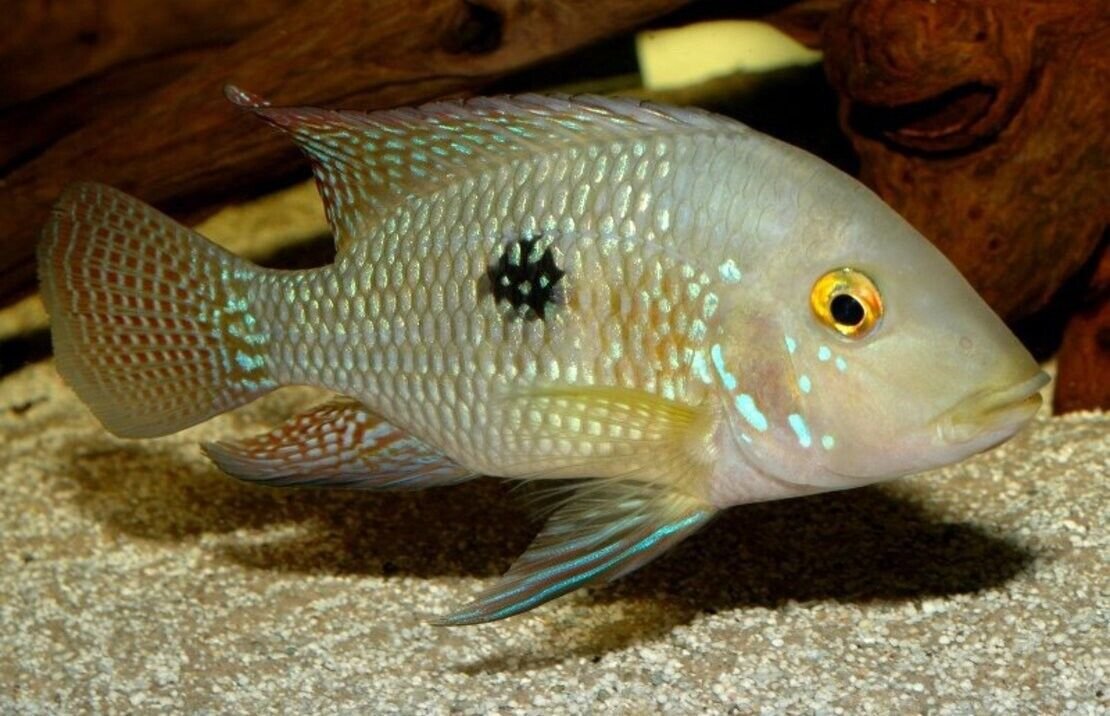 57_f5c5820c-5ef9-4f51-96dd-ecbadab2985f.jpg 5 Pack ROSY BARB MALES Live Fish Active Healthy Aquarium Fish Fast Shipping