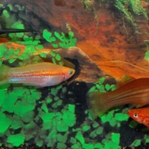 3x Beckfordi Pencil Fish! Beautiful Fun tank addition! 🐠 Live Fish Fast Ship