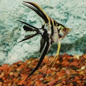 2 Philippine Blue Angel Fish Quarter Size Body Healthy Live Fish aquarium