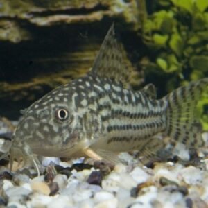 Zebra Banded Pleco L134 Approx. 3"-4" Live Fish FAST SHIP oooohhh me too!