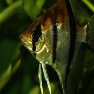 1x White Butterfly 2.5-3" Discus Healthy Live Fish tropical aquarium