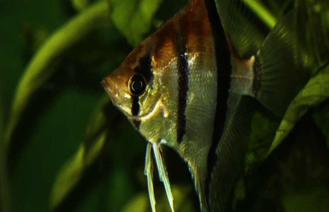 57_f76fa798-ea3e-4288-a860-2fb2e519afbc.jpg 1x White Butterfly 2.5-3" Discus Healthy Live Fish tropical aquarium