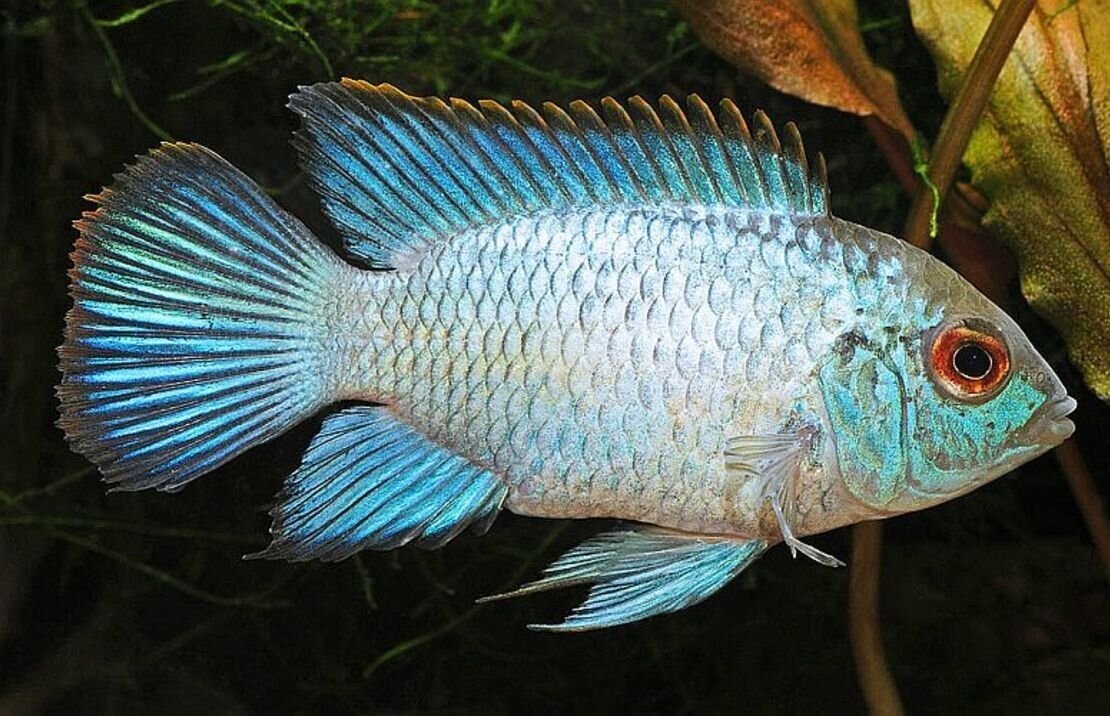 57_f83f4f76-3864-45fb-ac35-3a66b585bb53.jpg 3x Lavender Gourami 2" Freshwater Live Fish Fast shipping Healthy Beautiful Fish