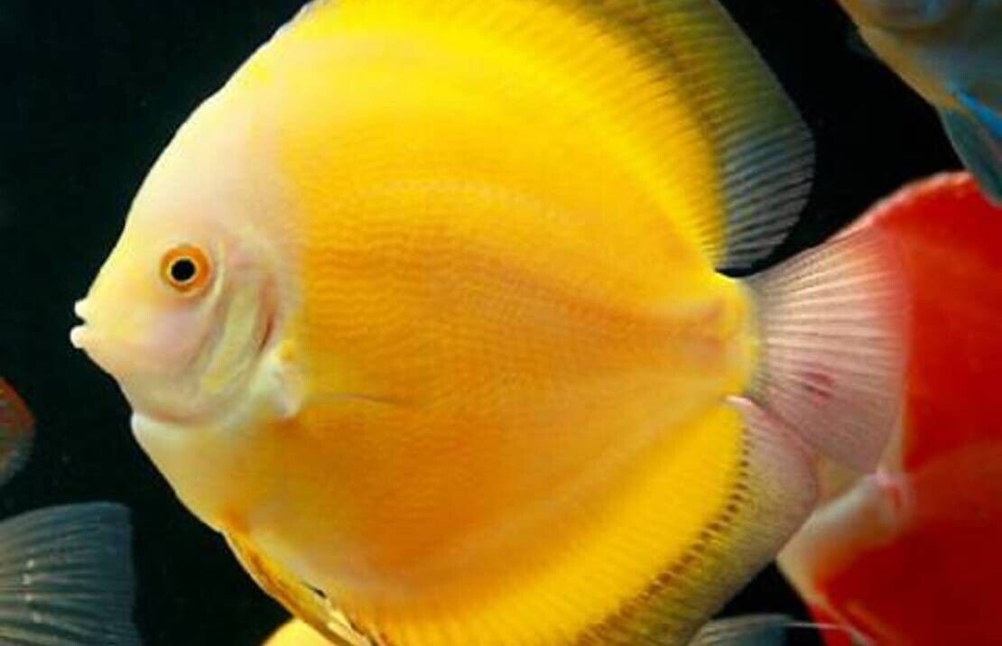 57_f8f280ea-0f8d-468a-b70a-295730ed79c3.jpg 6X π Forktail Blue Eye Rainbow Fish - A Colorful Marvel π Pseudomogil Furcatus