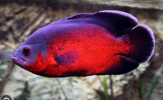 57_f9d2f229-3f1a-41dc-8aa8-33c0c760e699.png 2X Silver Distichodus Distichodis Affinis Lefini Medium Great tank addition