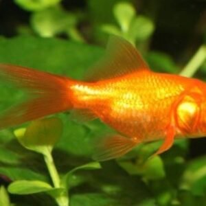 12 Comets Goldfish 2-3" for aquarium or koi pond FAST SHIP