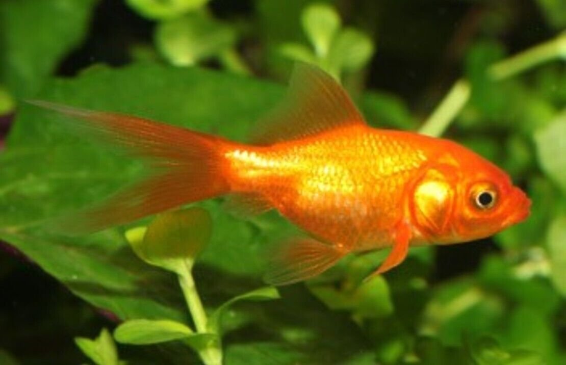 57_f9e3901d-9604-4394-b9d0-a7a2764cb5af.jpg 12 Comets Goldfish 2-3" for aquarium or koi pond FAST SHIP
