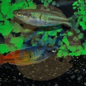 Apistogramma Pandurin Pair- Dwarf Cichlids! Great Healthy Live Fish for Aquarium