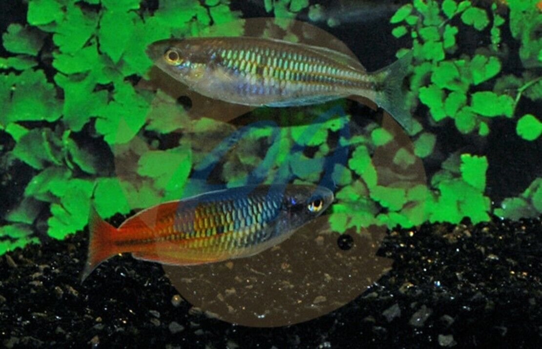 57_fba2705d-9fc1-464f-8fd1-ecca647d3ef6.jpg Apistogramma Pandurin Pair- Dwarf Cichlids! Great Healthy Live Fish for Aquarium