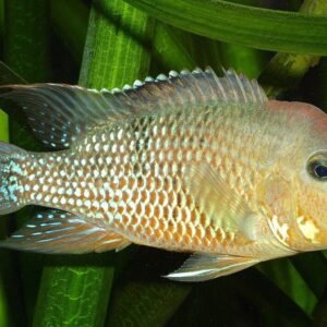Uaru Cichlid Live Fish 3.5-4" Uaru Amphiacanthoides Live Fish Aquarium