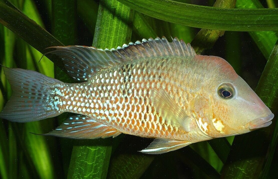 57_fc1b0df2-39e5-4947-92f9-3cd8852071de.jpg Uaru Cichlid Live Fish 3.5-4" Uaru Amphiacanthoides Live Fish Aquarium