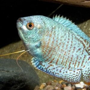 💗 2 Pink Kissing Gourami 1.5" Fun Must Have Tropical Fish - Fast Shipping