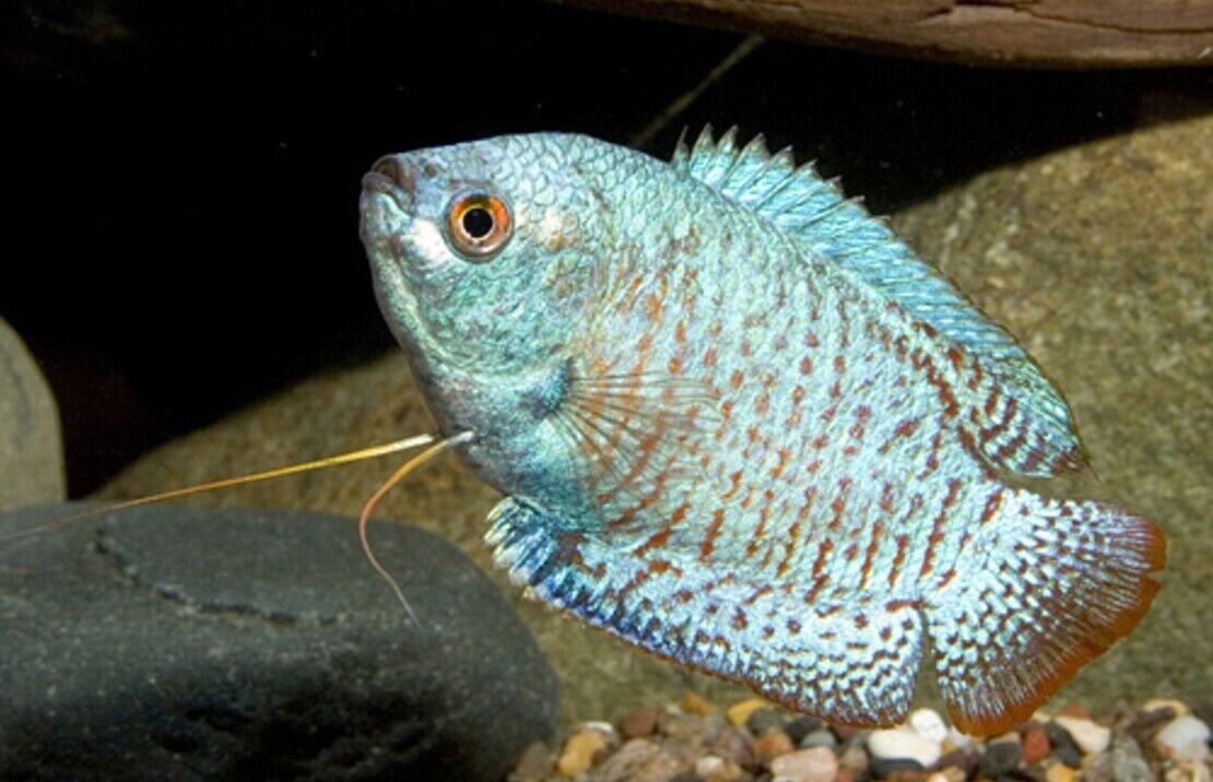 57_fce0e2b1-ba44-4b2c-978d-204934748acc.jpg π 2 Pink Kissing Gourami 1.5" Fun Must Have Tropical Fish - Fast Shipping