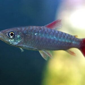 1 Mesmerizing Black German Ramirezi - Awesome Black German Ram Live Fish 🐠