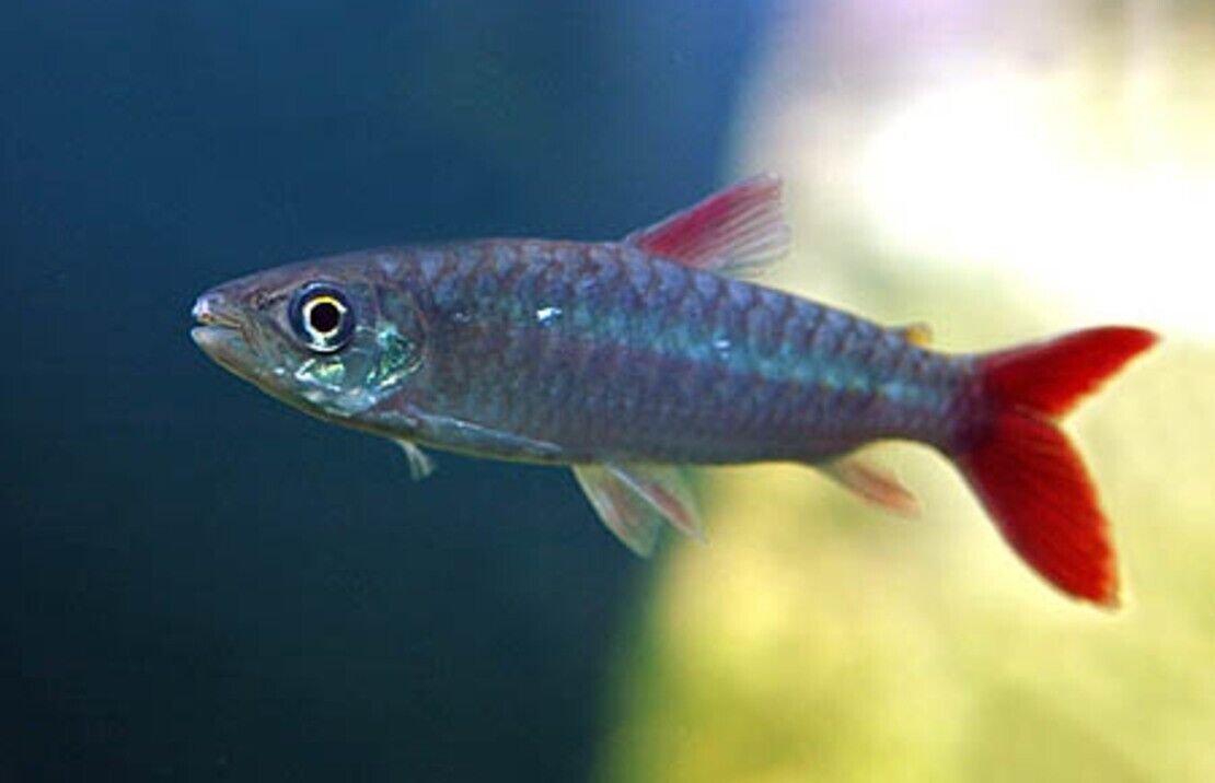 57_fe521158-4455-4f9f-8c08-33e5837d4f33.jpg 1 Mesmerizing Black German Ramirezi - Awesome Black German Ram Live Fish π
