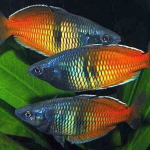12x Red Magenta Endlers, Live Fish. Healthy Active & Strikingly Beautiful Guppy
