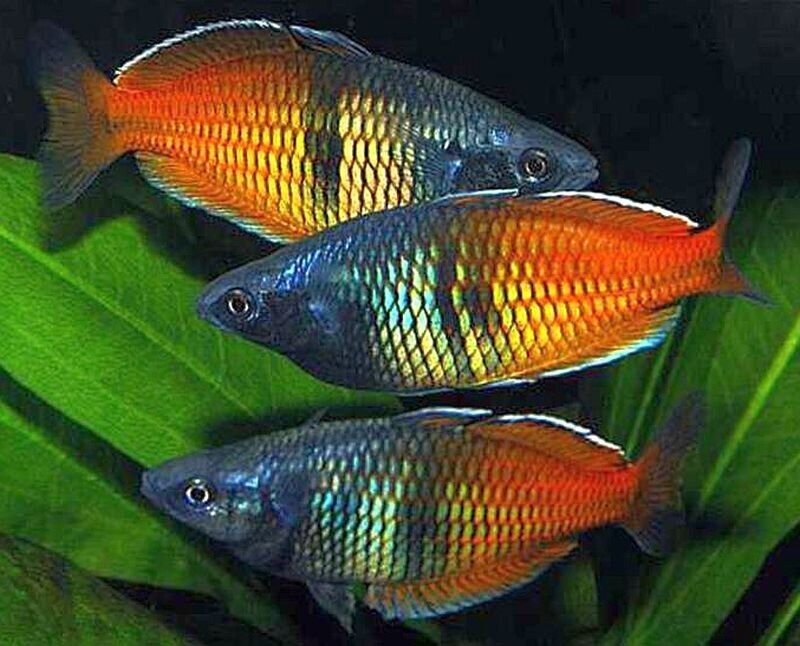 57_ff8f37ac-f05d-47f8-ad9c-375da67c8b13.jpg 12x Red Magenta Endlers, Live Fish. Healthy Active & Strikingly Beautiful Guppy