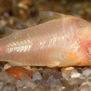 3x Corydora Orange Laser Elegance in Miniature Form Fast Ship Live Fish small