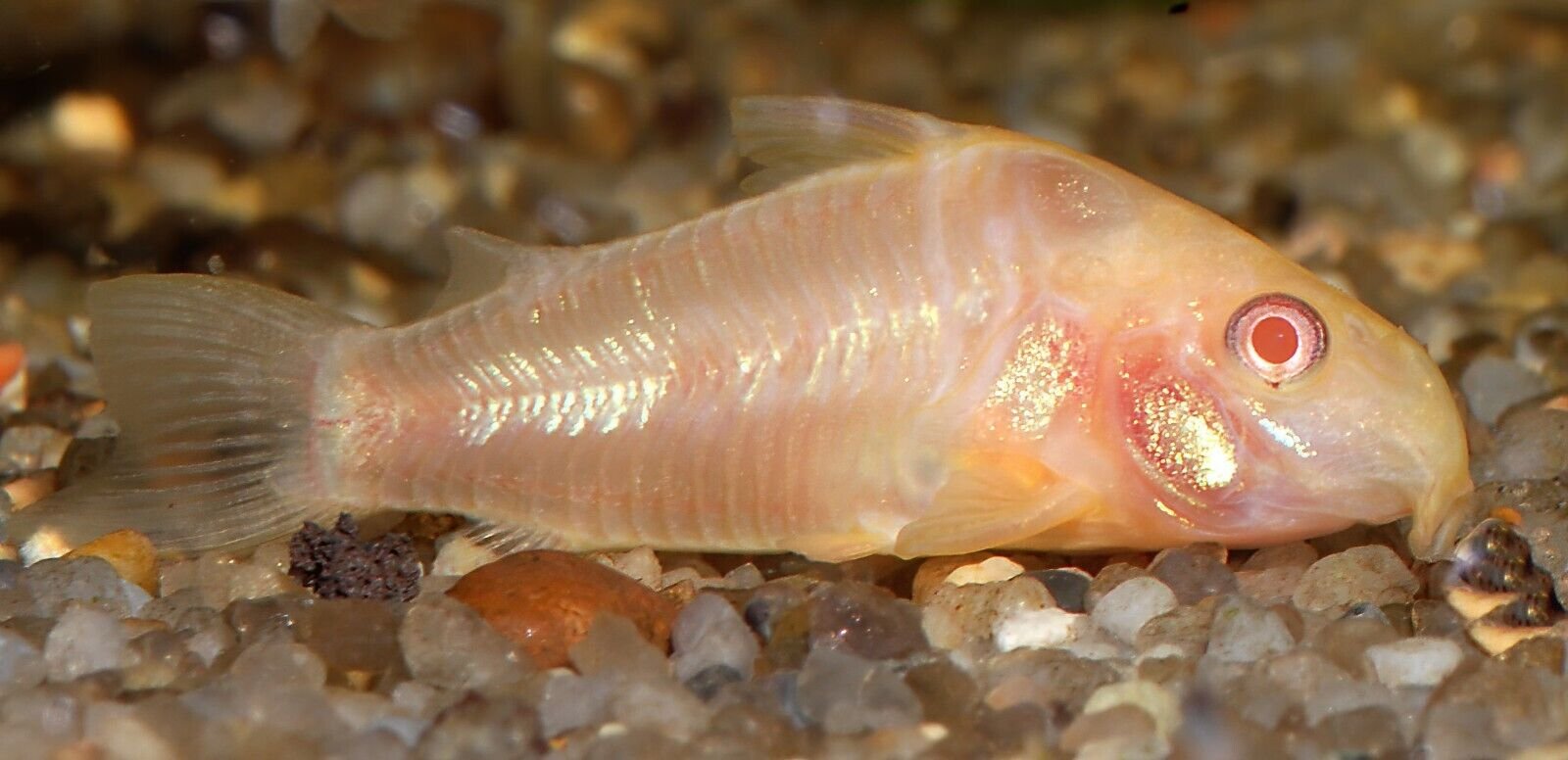 57_ffeb1fe9-1c39-4d7d-969a-312246a9a580.jpg 3x Corydora Orange Laser Elegance in Miniature Form Fast Ship Live Fish small